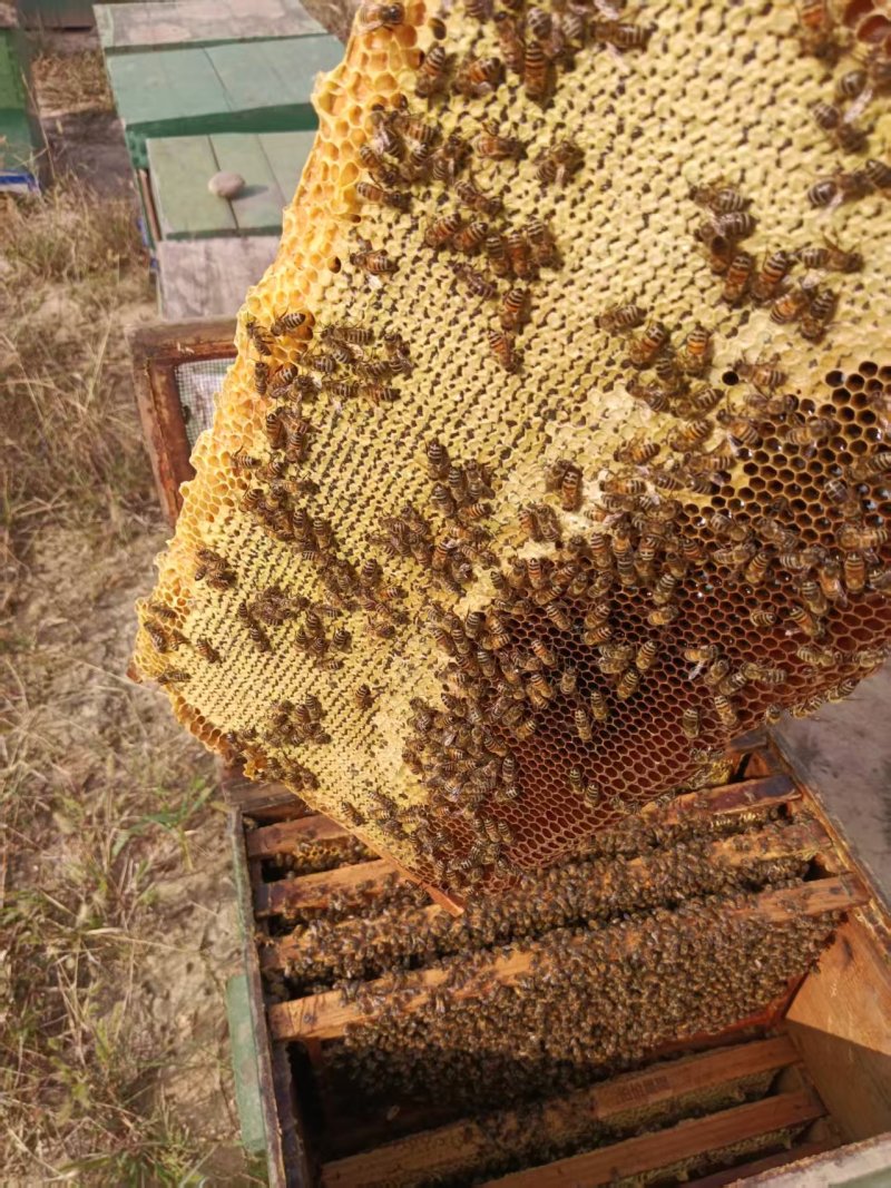 纯蜂蜜百花蜂蜜自家养蜂场量大从优假一赔十