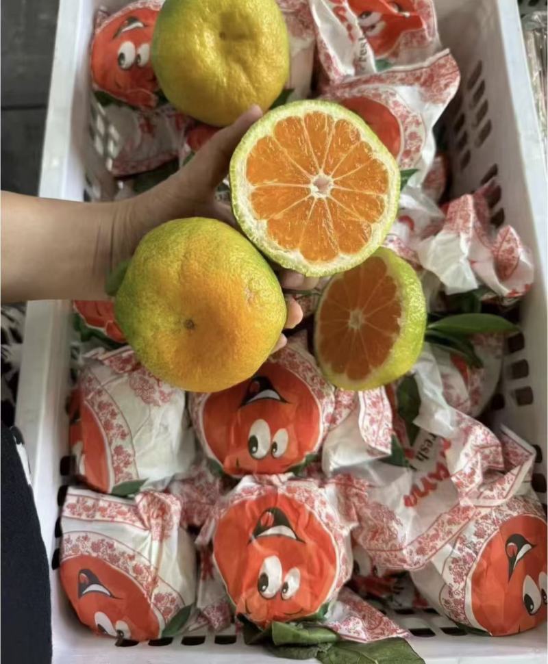 湖北宜昌假丑橘核心产区直供新鲜采摘欢迎来电咨询