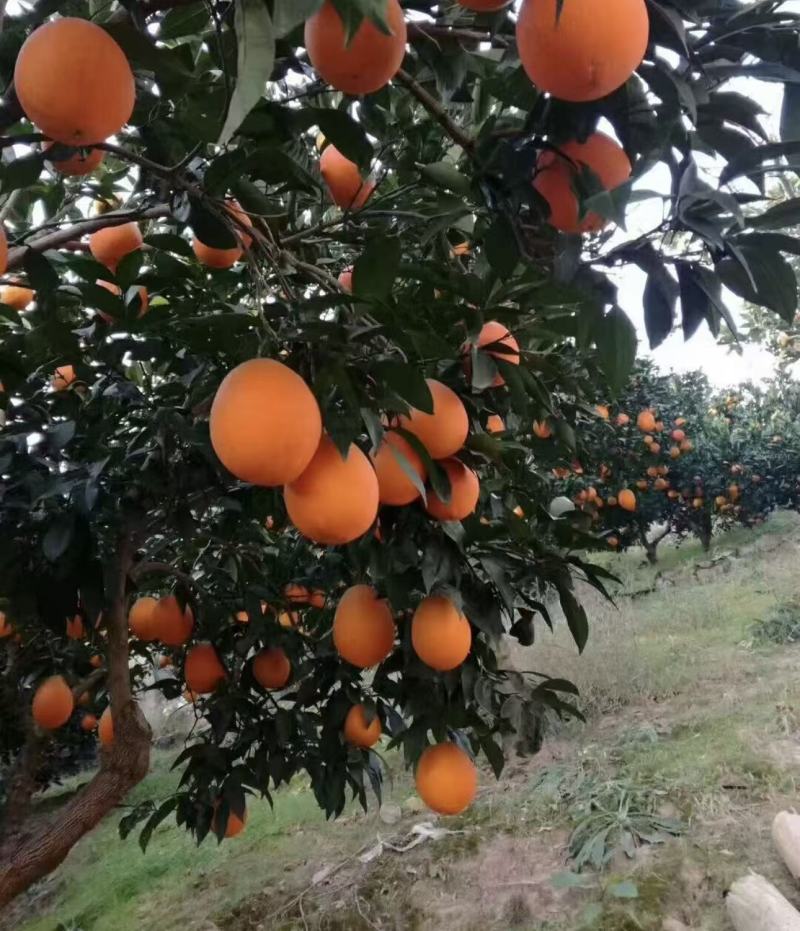 湖北宜昌纽荷尔脐橙果园直采可按需配货欢迎咨询看货