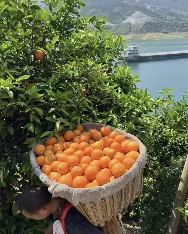 湖北宜昌纽荷尔脐橙果园直采可按需配货欢迎咨询看货