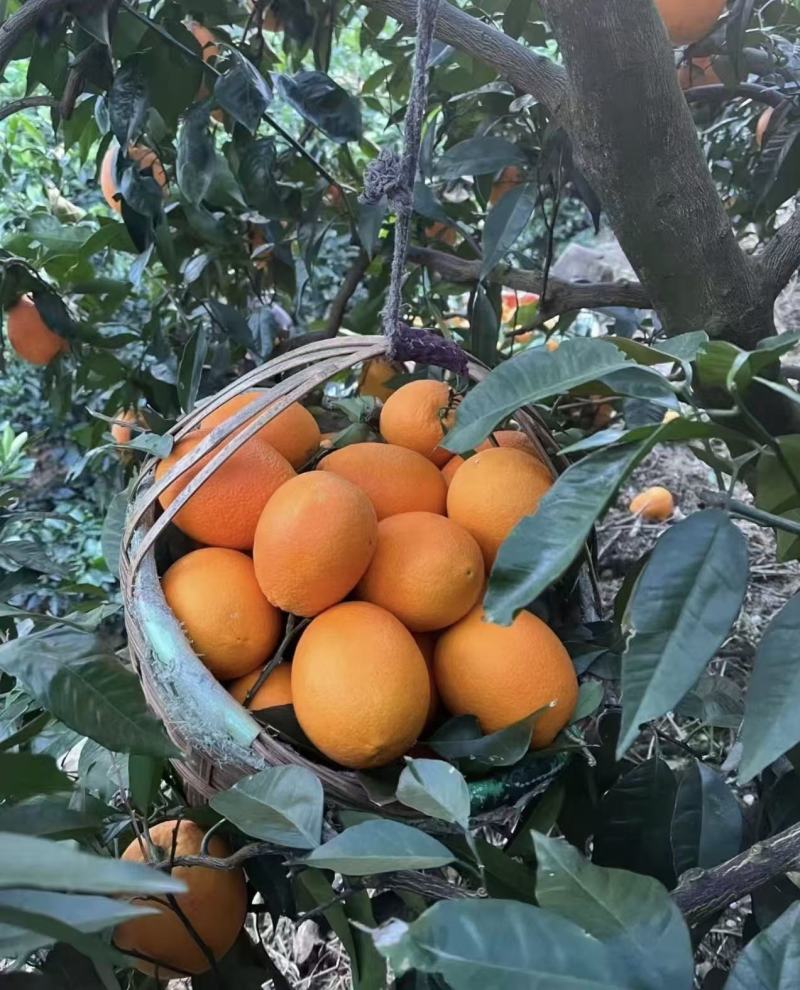 湖北宜昌纽荷尔脐橙果园直采可按需配货欢迎咨询看货