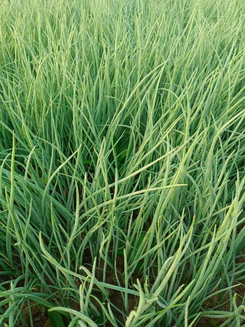 山东济宁专业蔬菜苗/洋葱苗/大量有货/量大价优/欢迎联系
