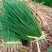 山东济宁专业蔬菜苗/洋葱苗/大量有货/量大价优/欢迎联系