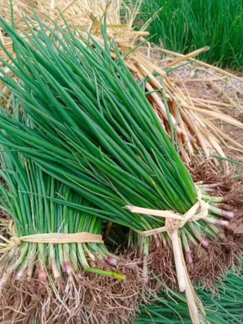山东济宁专业蔬菜苗/洋葱苗/大量有货/量大价优/欢迎联系