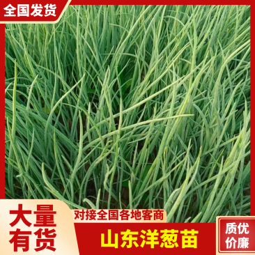山东济宁专业蔬菜苗/洋葱苗/视频看货/量大价优/欢迎电联