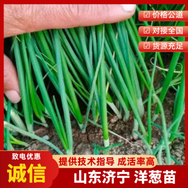 山东济宁专业蔬菜苗/洋葱苗/大量有货/量大价优/欢迎联系