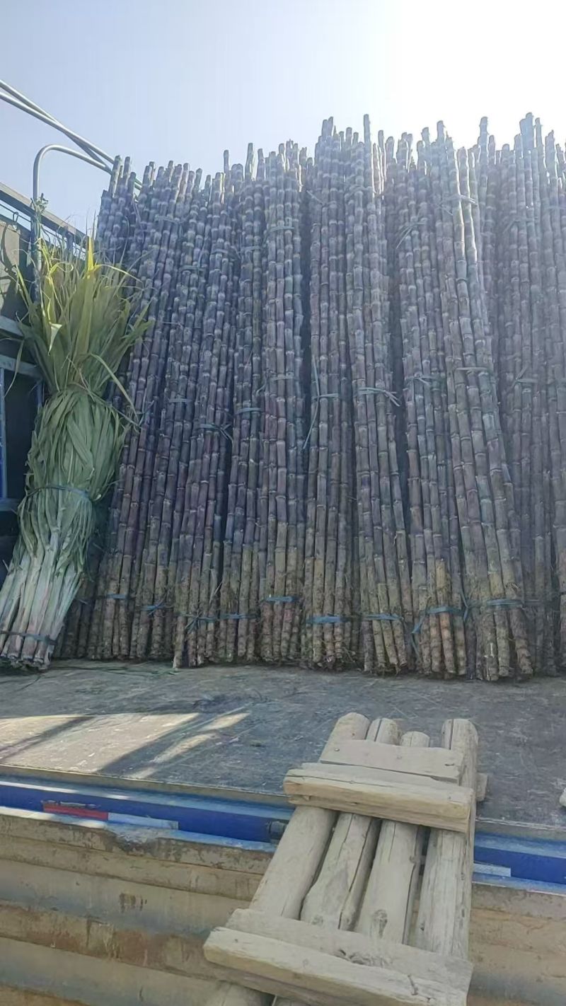广西精品黑皮甘蔗，新鲜现货速发，产品保质保量欢迎选购