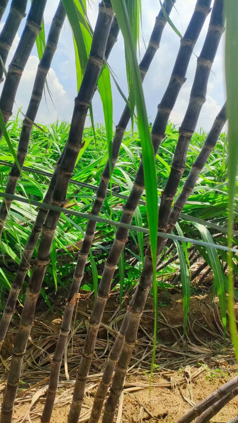 广西精品黑皮甘蔗，新鲜现货速发，产品保质保量欢迎选购