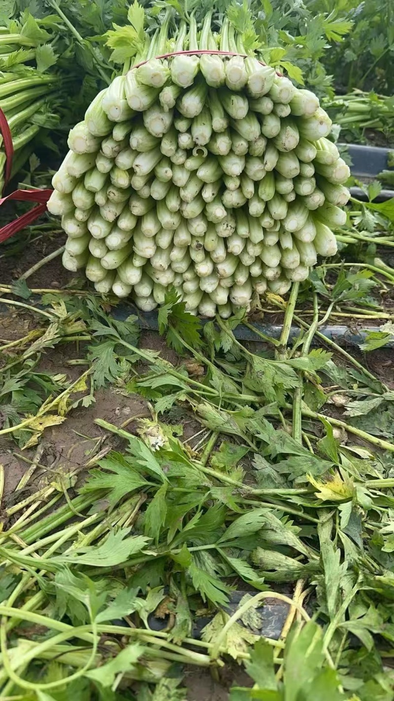 精品夏邑西芹品质保证产地直发价格优惠实力商家