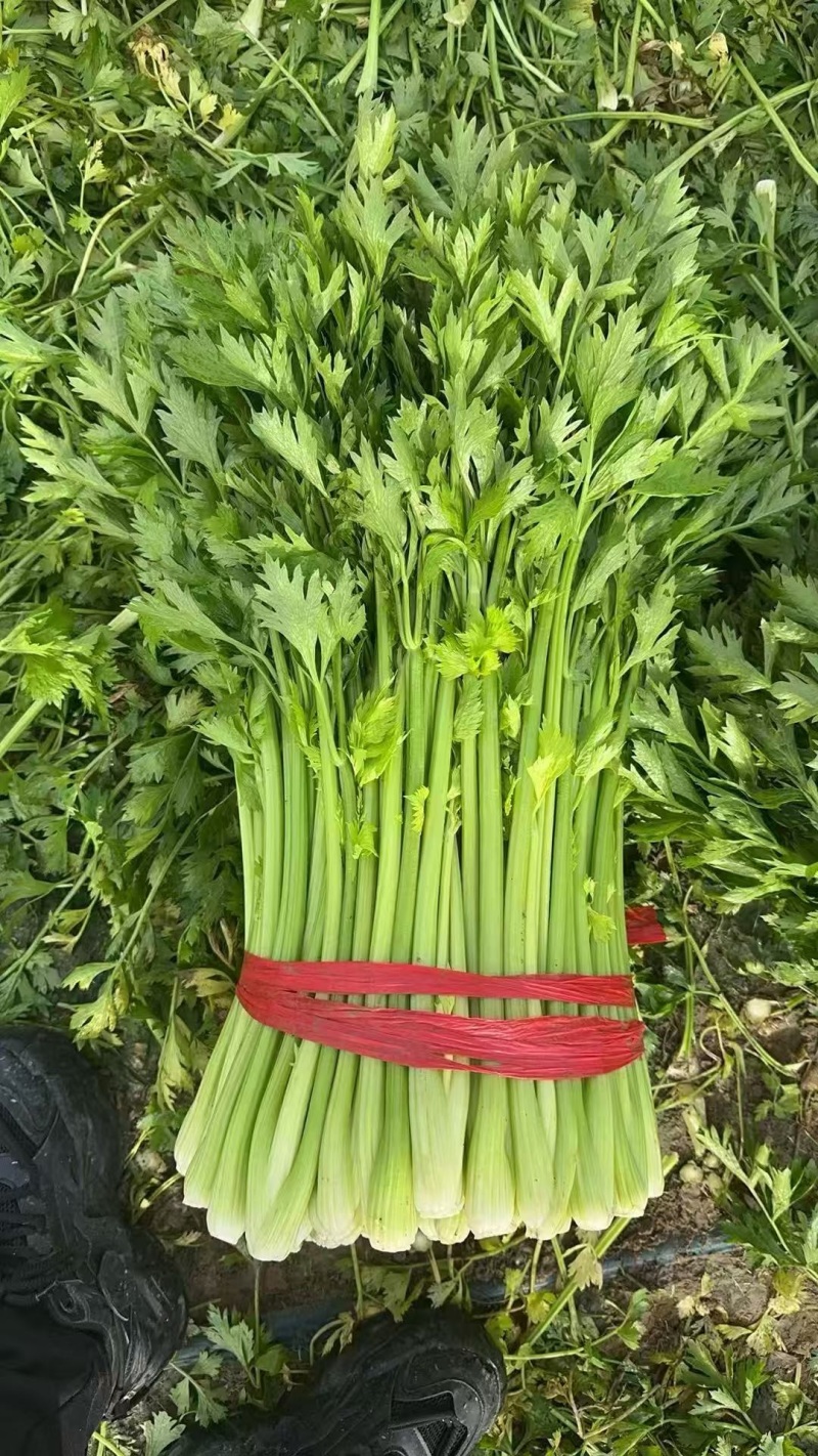 夏邑西芹芹菜品质保证价格优惠产地直发一手货源