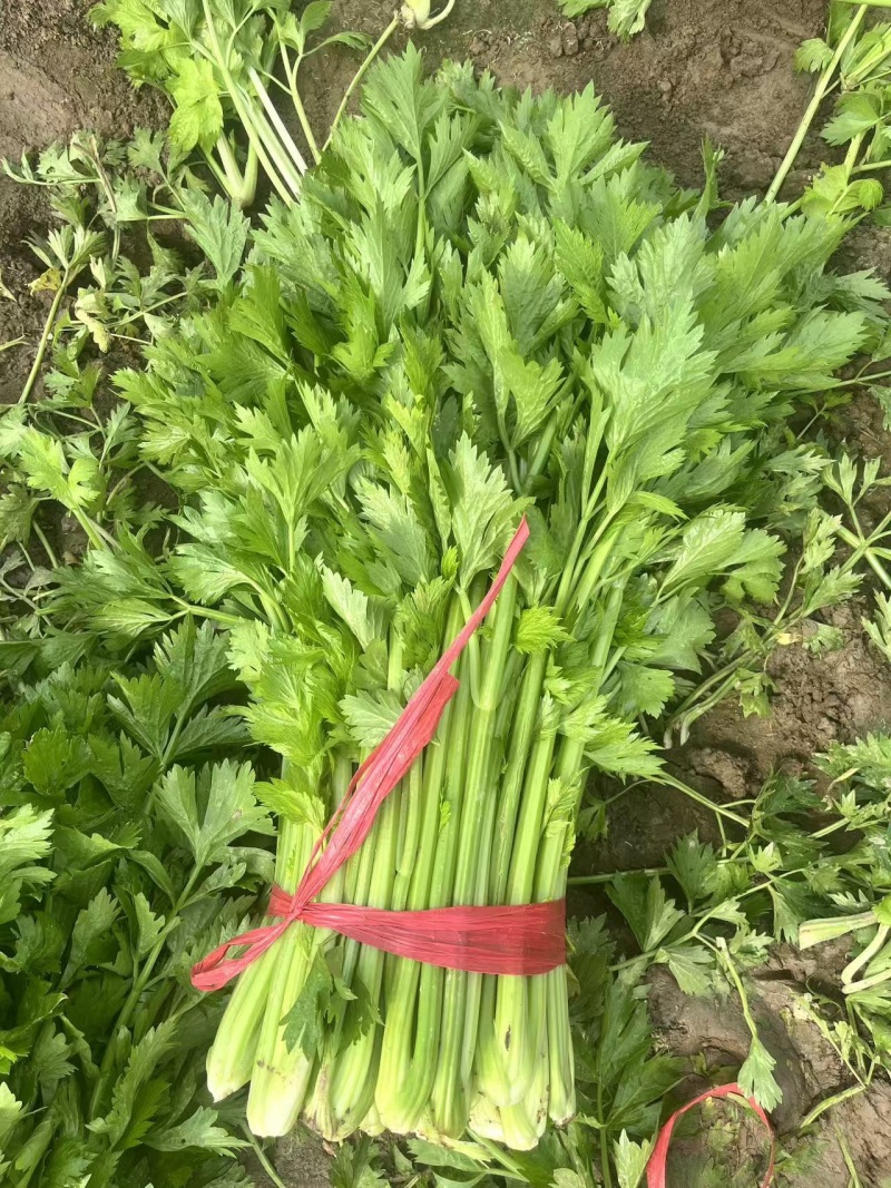 夏邑西芹芹菜品质保证价格优惠产地直发一手货源