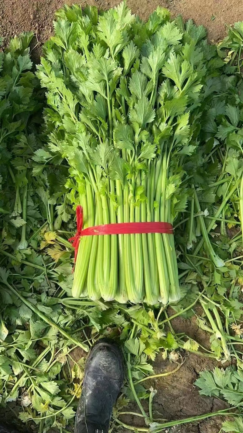 夏邑西芹芹菜品质保证价格优惠产地直发一手货源