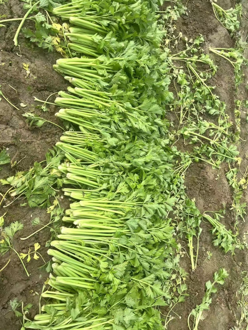 夏邑西芹芹菜品质保证价格优惠产地直发一手货源