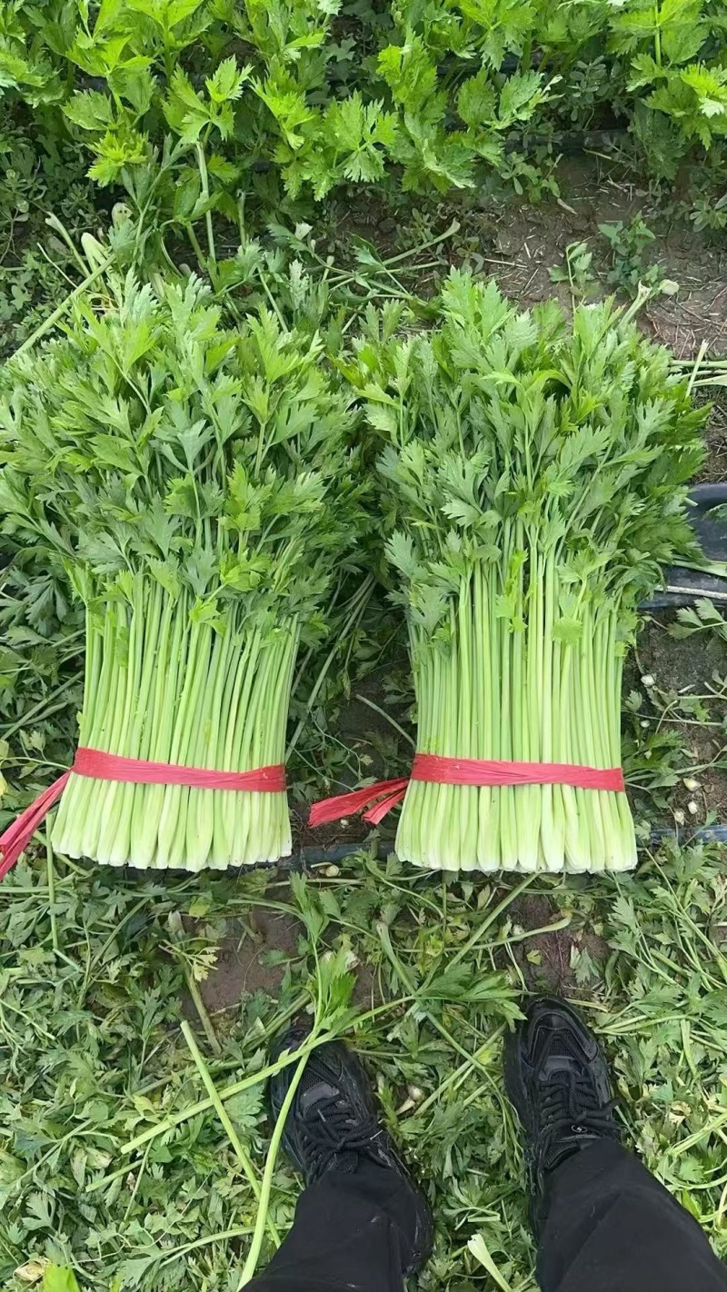 夏邑西芹芹菜品质保证价格优惠产地直发一手货源