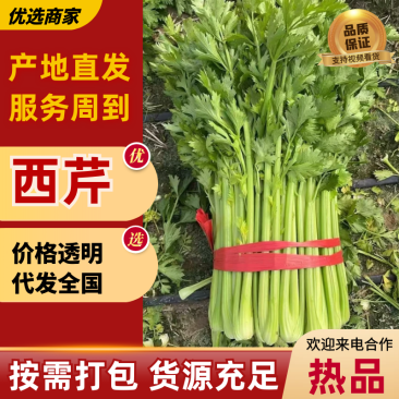 夏邑西芹芹菜品质保证价格优惠产地直发一手货源