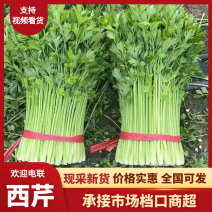 精品夏邑西芹品质保证产地直发价格优惠实力商家