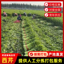 精品西芹，大量有货，产地直发，欢迎各位老板订购