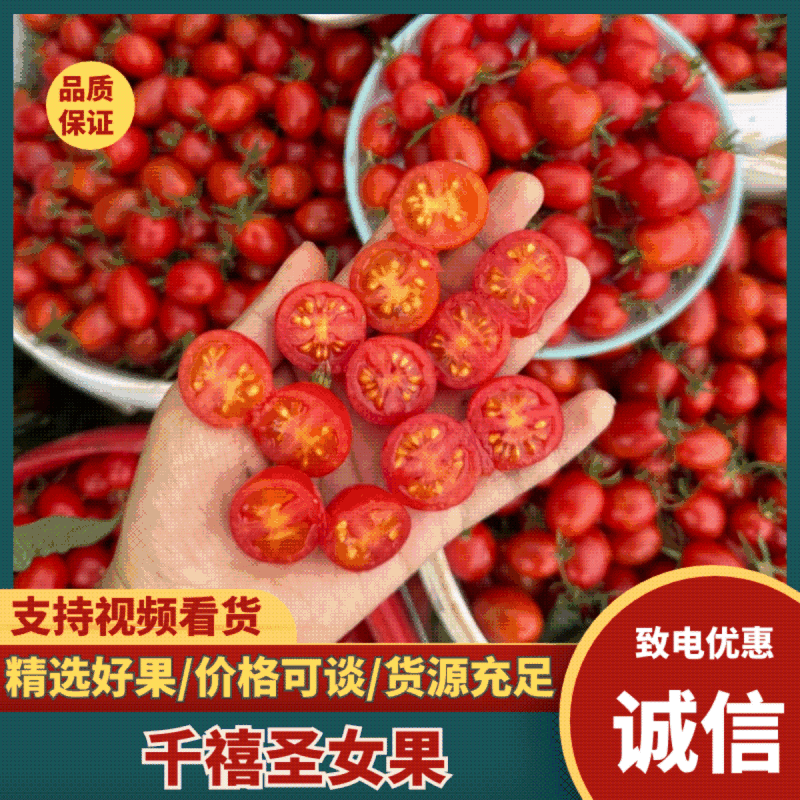 【山东圣女果】莘县千禧圣女果/电商团购一件代发特价批发