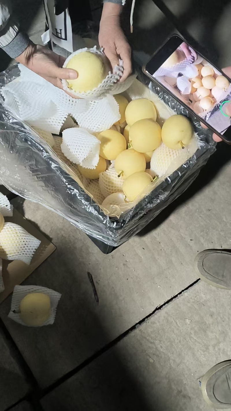 皇冠梨精品推荐河北赵县大量现货一手货源可视频看货