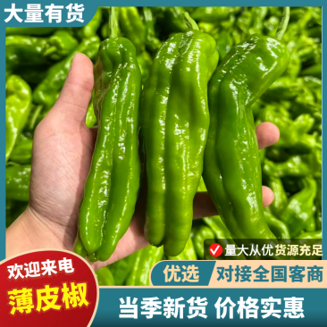 『实力牛商』江苏小皱皮辣椒新鲜辣椒现货批发欢迎咨询