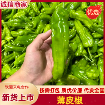 『实力代办』芜湖薄皮辣椒现货批发货源充足新鲜直达