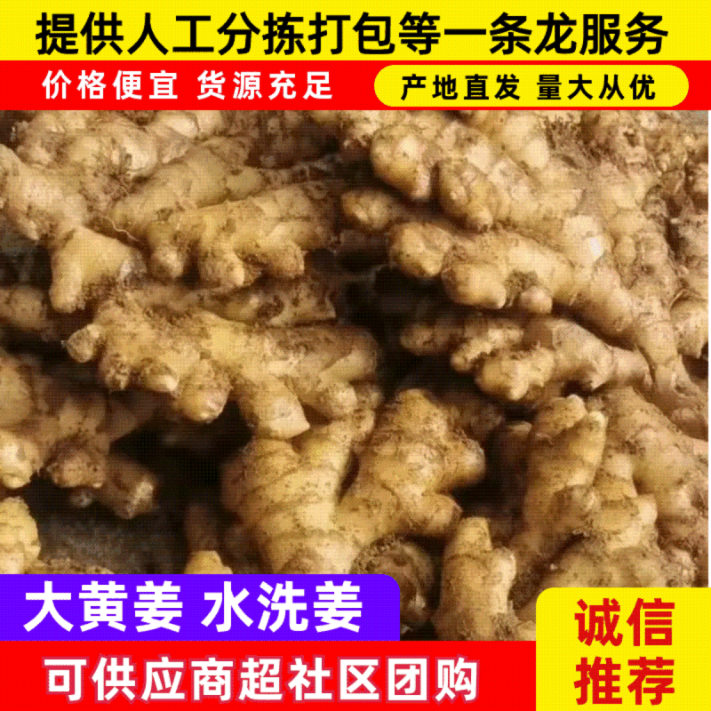 鲜姜，大黄姜，小黄姜，以质量求生存、以信誉求发展
