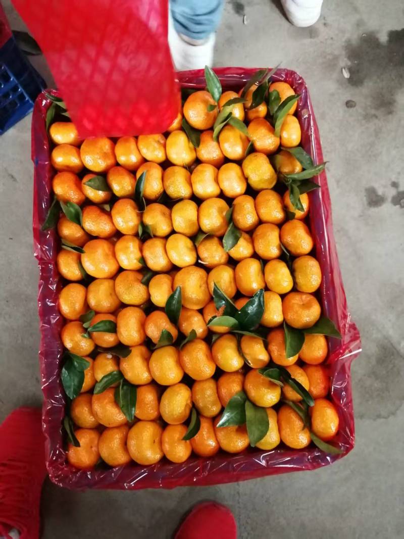 江西精品南丰蜜橘，贡桔，对接商超，电商，社区团购