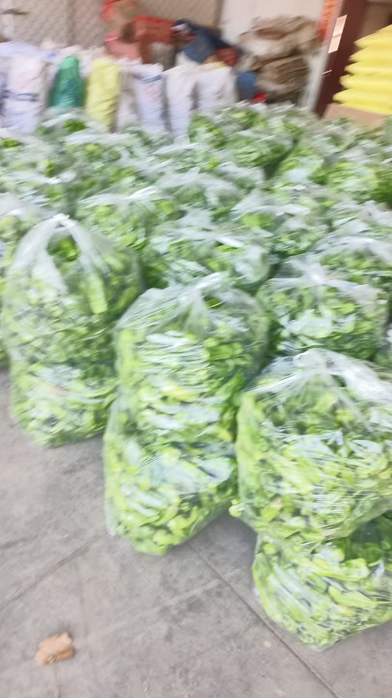 【精选芜湖椒】江苏淮安基地直供质量保证货源充足全国发货