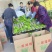 【精选芜湖椒】江苏淮安基地直供质量保证货源充足全国发货