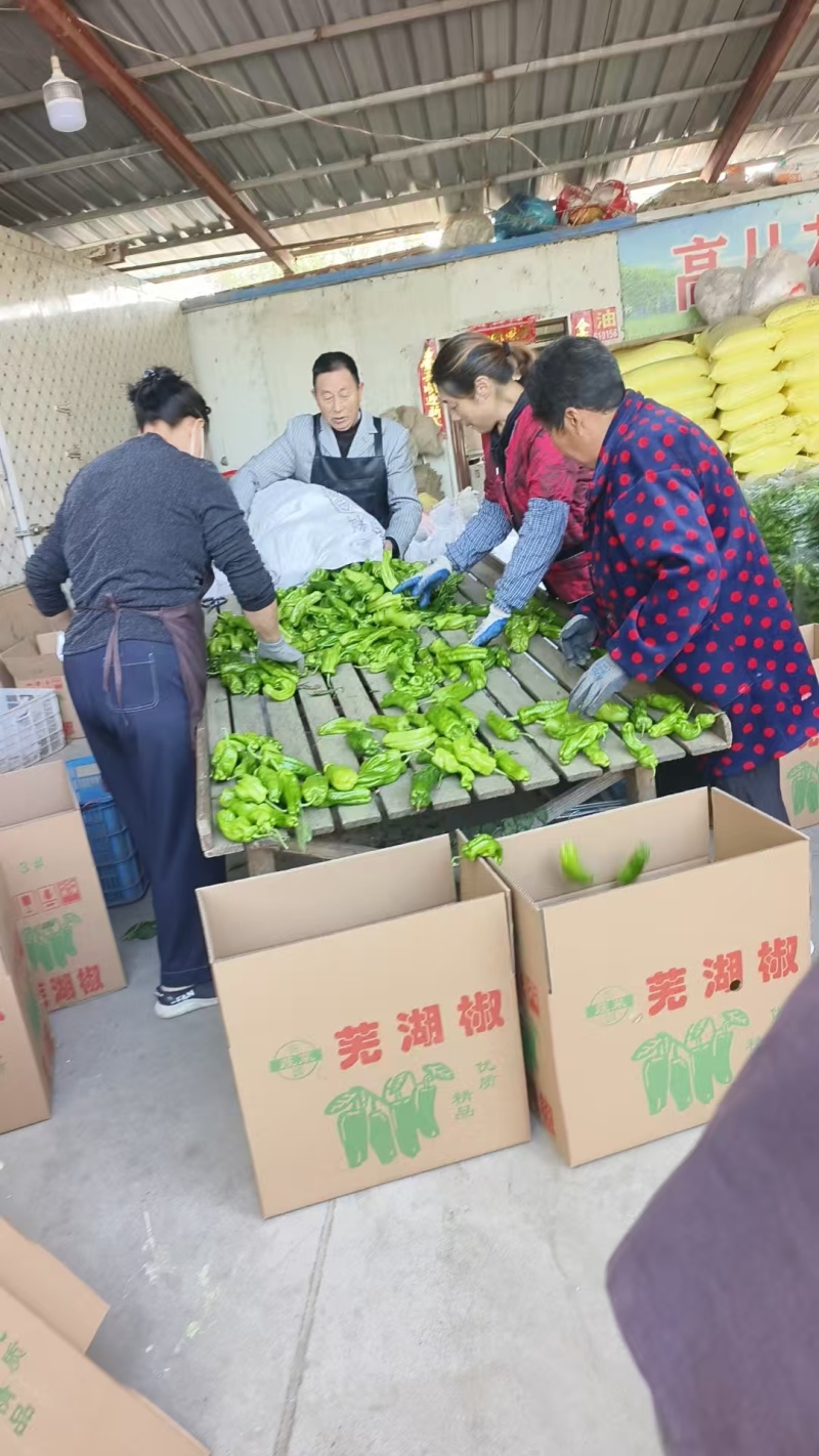 【精选芜湖椒】江苏淮安基地直供质量保证货源充足全国发货