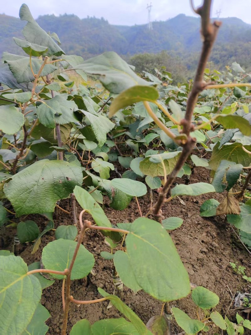 红心水杨桃嫁接苗红心猕猴桃苗基地直供提供技术指导