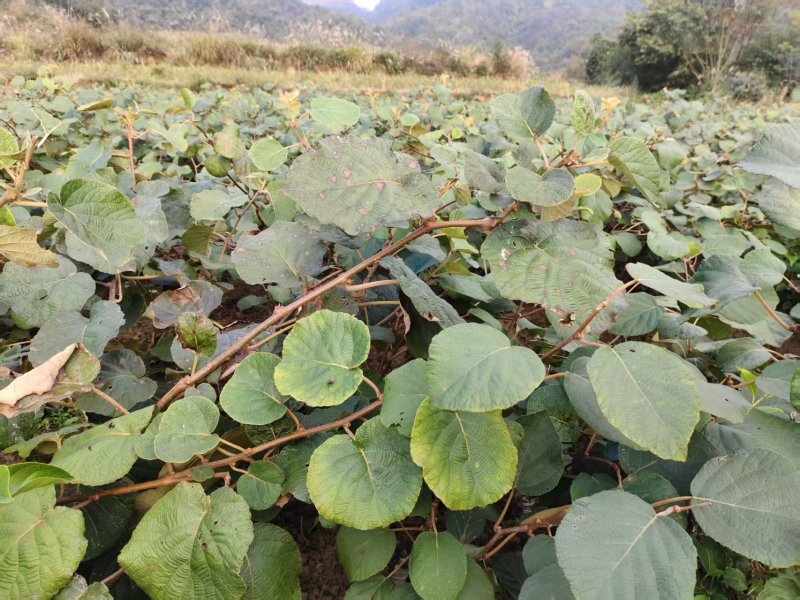 红心水杨桃嫁接苗红心猕猴桃苗基地直供提供技术指导