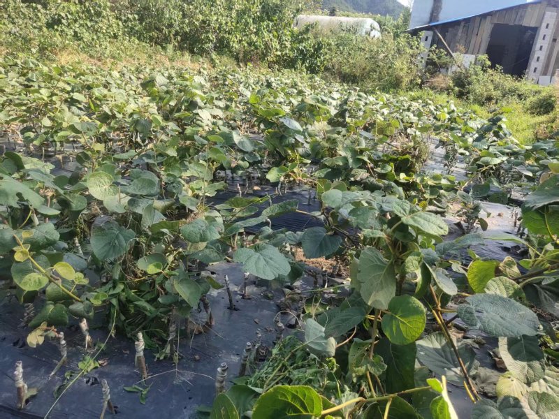 红心水杨桃嫁接苗红心猕猴桃苗基地直供提供技术指导