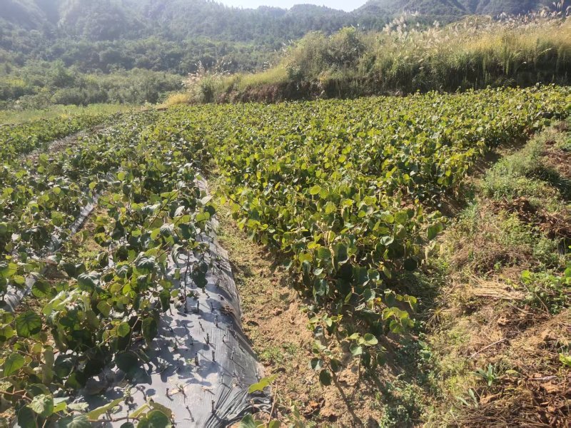 红心水杨桃嫁接苗红心猕猴桃苗基地直供提供技术指导