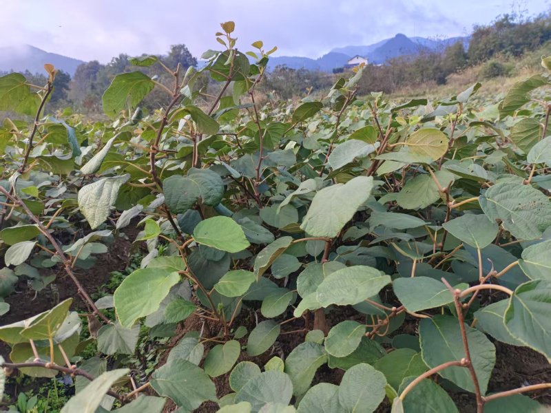 G3（阳光金果）水杨桃嫁接苗猕猴桃苗基地直发
