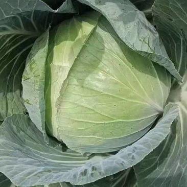 【奥奇娜甘蓝】包菜江苏基地直供质量保证货源充足全国发货