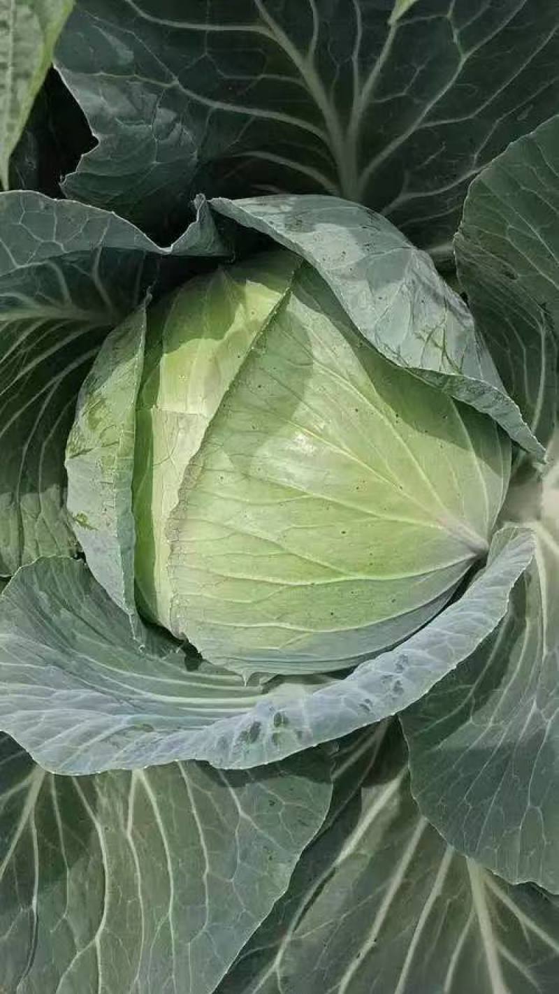【奥奇娜甘蓝】包菜江苏基地直供质量保证货源充足全国发货