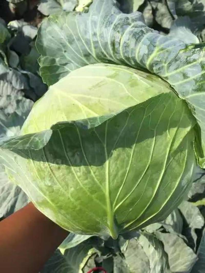 【奥奇娜甘蓝】包菜江苏基地直供质量保证货源充足全国发货