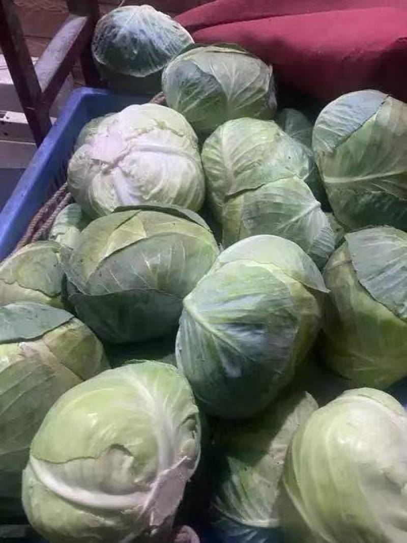【奥奇娜甘蓝】包菜江苏基地直供质量保证货源充足全国发货