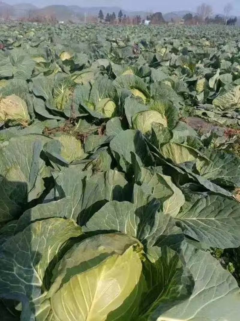 【奥奇娜甘蓝】包菜江苏基地直供质量保证货源充足全国发货