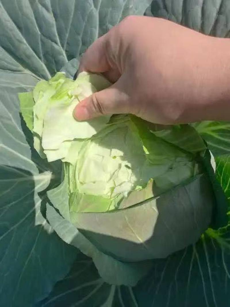 【奥奇娜甘蓝】包菜江苏基地直供质量保证货源充足全国发货