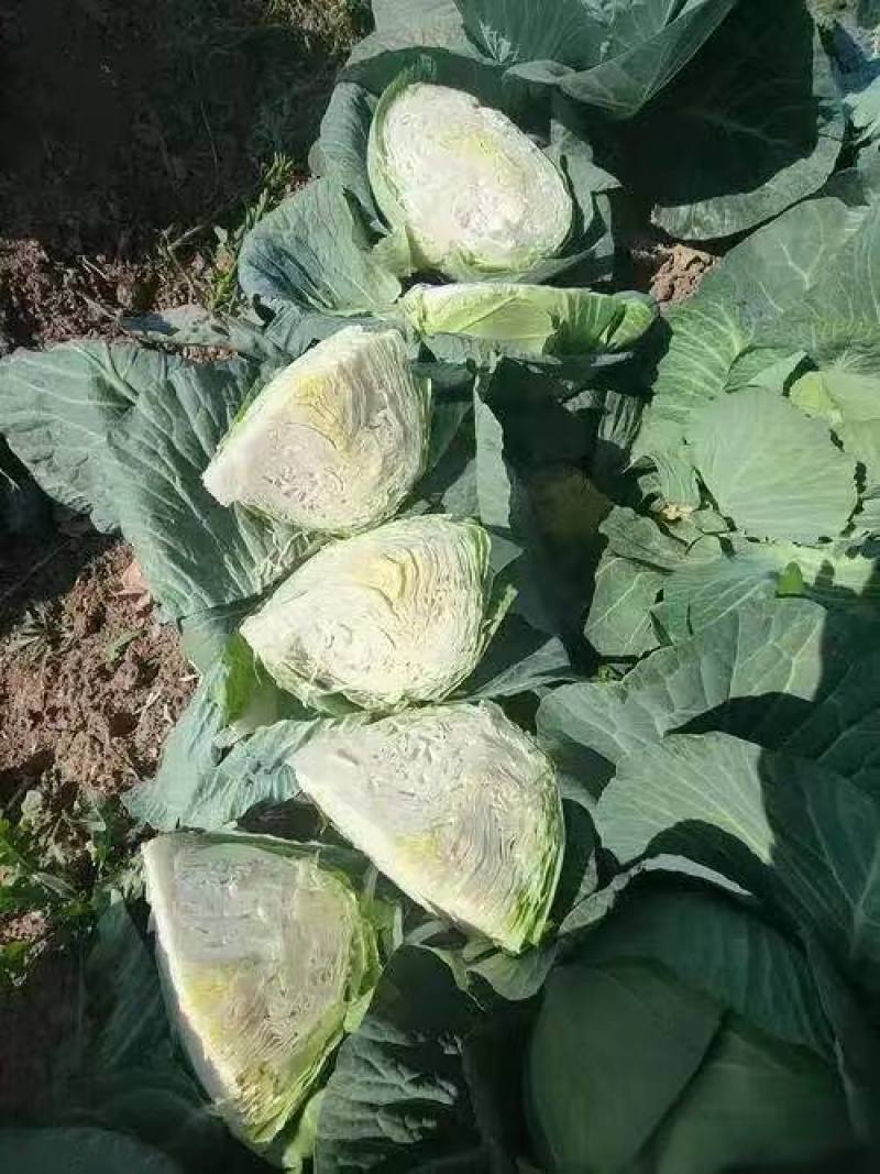 【奥奇娜甘蓝】包菜江苏基地直供质量保证货源充足全国发货