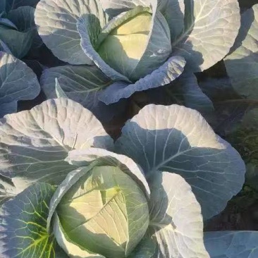 精选平包菜扁包菜江苏基地直发质量保证一手货源对接商超