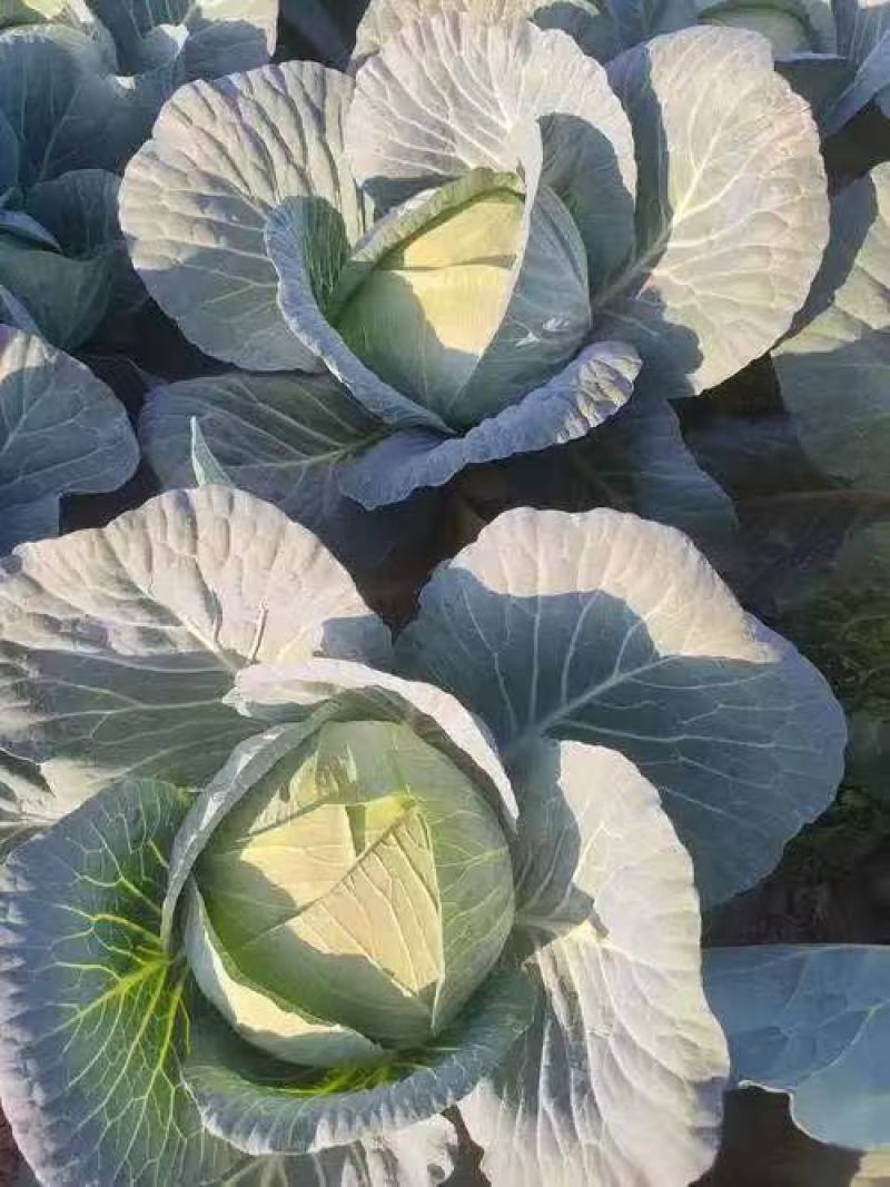 精选平包菜扁包菜江苏基地直发质量保证一手货源对接商超