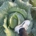 精选平包菜扁包菜江苏基地直发质量保证一手货源对接商超