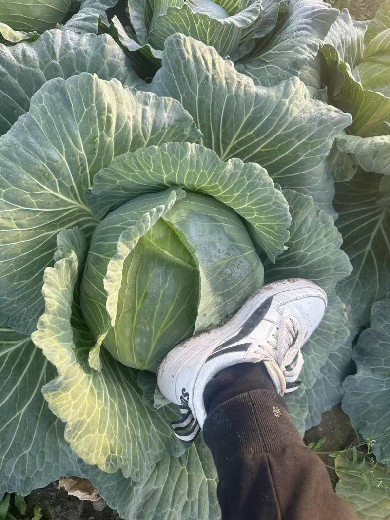 精选平包菜扁包菜江苏基地直发质量保证一手货源对接商超