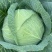 精选平包菜扁包菜江苏基地直发质量保证一手货源对接商超