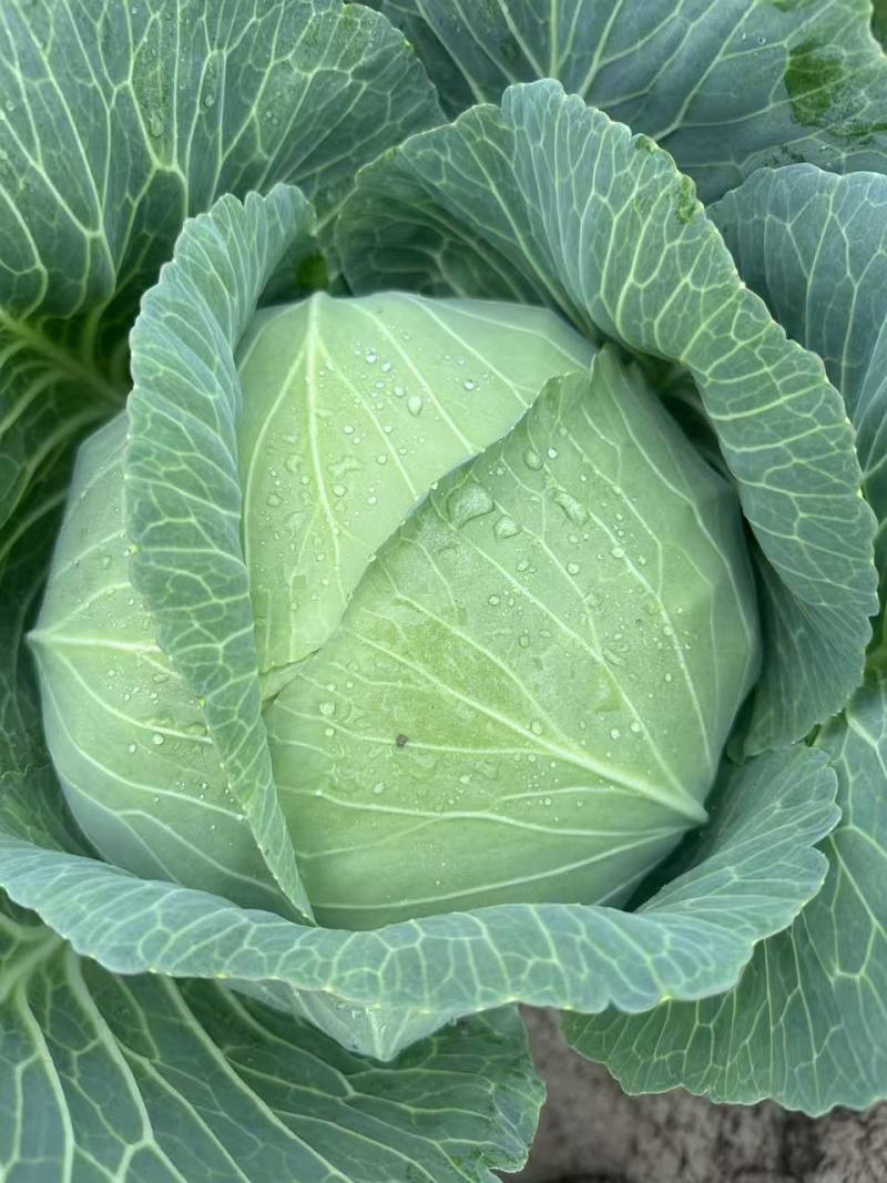 精选平包菜扁包菜江苏基地直发质量保证一手货源对接商超