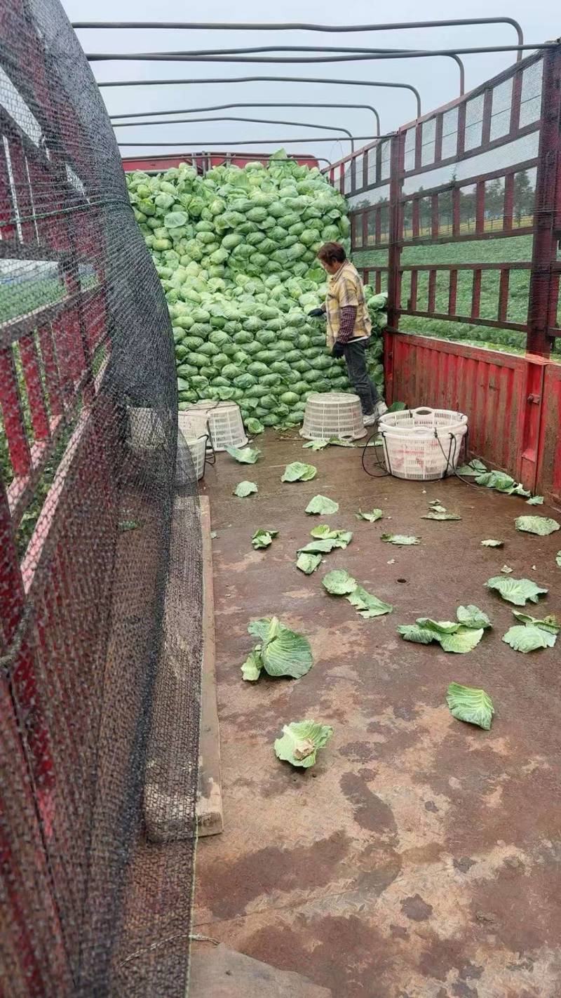 精选平包菜扁包菜江苏基地直发质量保证一手货源对接商超