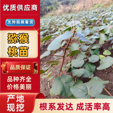 G3（阳光金果）水杨桃嫁接苗猕猴桃苗基地直发